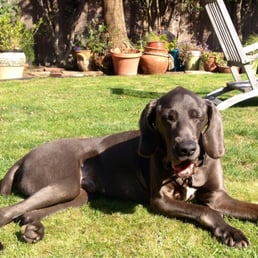 Rocky treated an happy nearing his 14th birthday