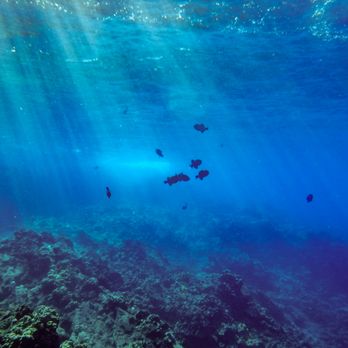 Trilogy Excursions - Snorkeling Near Me - Lahaina, Hawaii Trilogy Excursions - Snorkeling Near Me - Lahaina, Hawaii