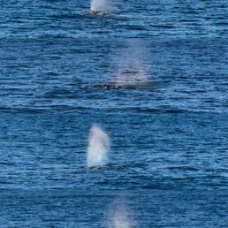 Grey Whale blowing water