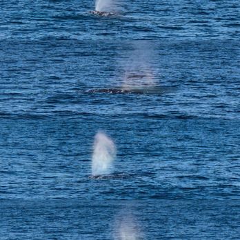 Next Level Sailing - Grey Whale blowing water - Boat Charters Near Me - San Diego, California