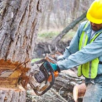 Elite Tree Service - Tree Services Near Me Elite Tree Service - Tree Services Near Me