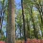 Photo of Brighton Azalea Garden