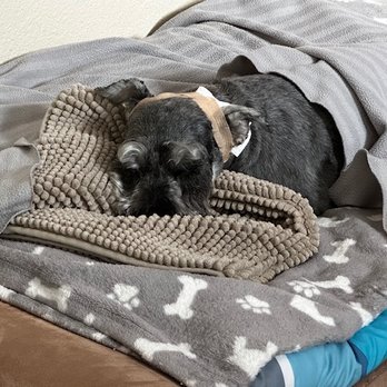 Workindoggz - He's home safe after I treated his wound. Not them - Dog Walkers Near Me - Hayward, California Workindoggz - He's home safe after I treated his wound. Not them - Dog Walkers Near Me - Hayward, California