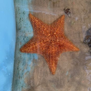 Florida Keys Aquarium Encounters - Starfish - Aquariums Near Me - Marathon, Florida