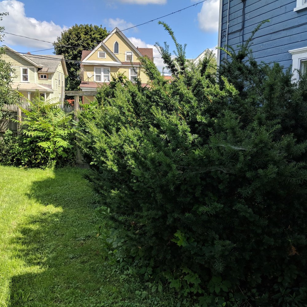 Ecoscape Design - Before view of yew trees and weeds - Landscaping Near Me Ecoscape Design - Before view of yew trees and weeds - Landscaping Near Me