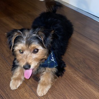 Pampered Pets Spa & Boutique - Pet Groomers Near Me - Oroville, California Pampered Pets Spa & Boutique - Pet Groomers Near Me - Oroville, California