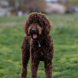 Apollo Animal Hospital - Picture of our fur baby (image description: Brown curly hair labradoodle looking happy with a ball at his feet)