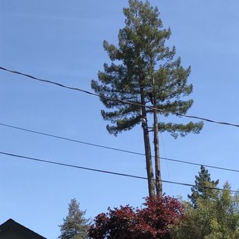 Vintage Tree Care - Tree Services Near Me - Santa Rosa, California Vintage Tree Care - Tree Services Near Me - Santa Rosa, California