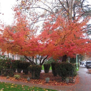 East Sacramento - Local Flavor Near Me