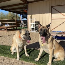 Saving Paws Rescue, Az - Scout and Vixen