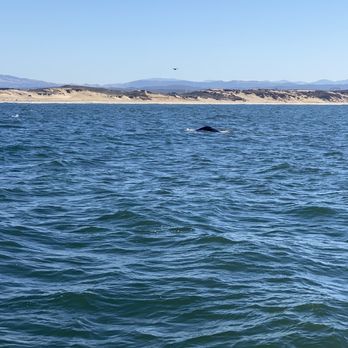 Discovery Whale Watch - Whale Watching Tours Near Me - Monterey, California Discovery Whale Watch - Whale Watching Tours Near Me - Monterey, California