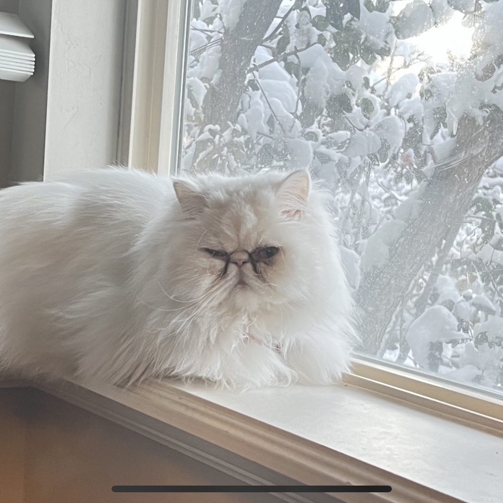 PetSmart - Little Bug. My teacup Persian - Pet Training Near Me - American Fork, Utah