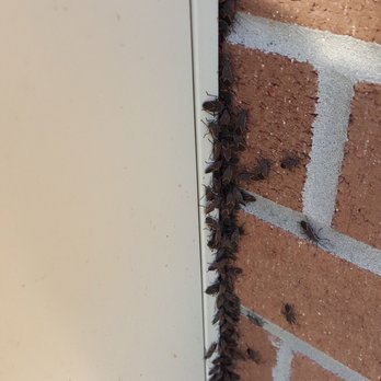 Black Knight Pest Services - BoxElder Bug Time of year - Pest Control Near Me Black Knight Pest Services - BoxElder Bug Time of year - Pest Control Near Me