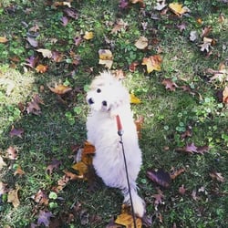 Fur Sure Dog Care - Bailey - Maltipoo