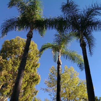 City Wide Landcare - Palm trees after trimming - Tree Services Near Me City Wide Landcare - Palm trees after trimming - Tree Services Near Me