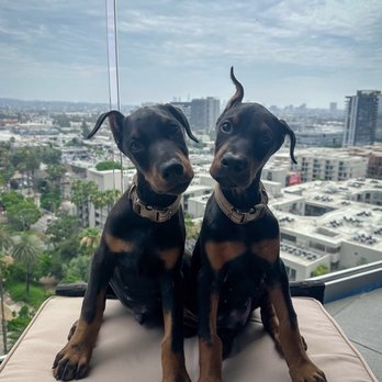 Bow and Wow Grooming - Pet Groomers Near Me - Los Angeles, California