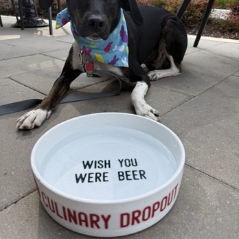 Culinary Dropout - dog friendly!! - New American Near Me - Charlotte, North Carolina
