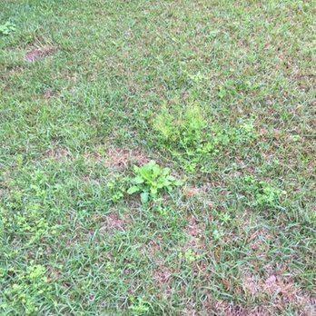 Florida Pest Control - Weed control - Pest Control Near Me - Pensacola, Florida Florida Pest Control - Weed control - Pest Control Near Me - Pensacola, Florida