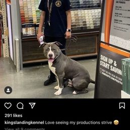 A """"TrAiNeD"""" dog who bit my son A """"TrAiNeD"""" dog who bit my son