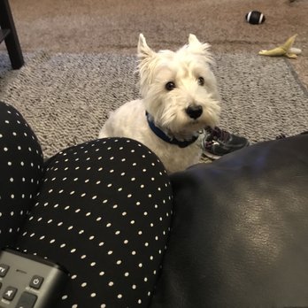 Victoria's Westies - Pet Services Near Me Victoria's Westies - Pet Services Near Me