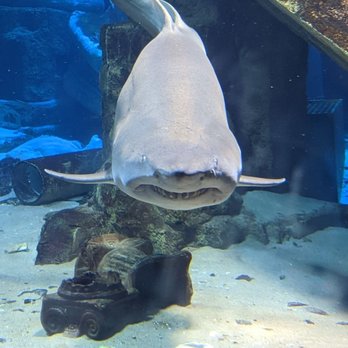 Long Island Aquarium - Sonreir! - Aquariums Near Me - Riverhead, New York Long Island Aquarium - Sonreir! - Aquariums Near Me - Riverhead, New York