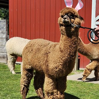 Sunny Alpacas - Petting Zoos Near Me - Blaine, Washington