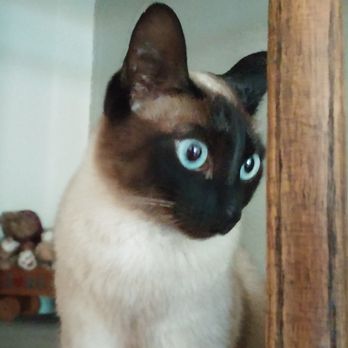 Harlingen Veterinary Clinic - Asia always checks out the company from the staircase! - Veterinarians Near Me - Belle Mead, New Jersey Harlingen Veterinary Clinic - Asia always checks out the company from the staircase! - Veterinarians Near Me - Belle Mead, New Jersey