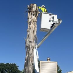 Yuba Sutter Tree Service