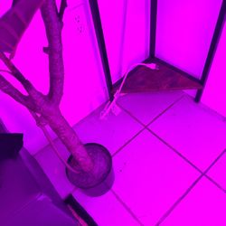 Boca Tanning Club - Miami