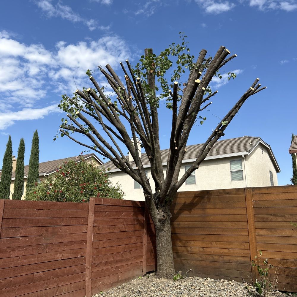 Donis Tree Service - After. Tree trimmed back and broken branches removed. - Tree Services Near Me Donis Tree Service - After. Tree trimmed back and broken branches removed. - Tree Services Near Me