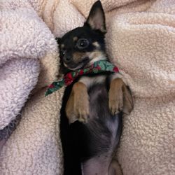 Send Rover Over Pet Salon