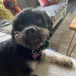 After: cute pup After: cute pup