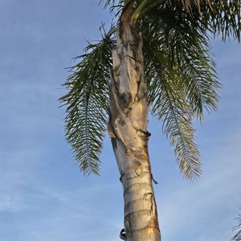 Wilmer’s Tree Service - Before clean up - Tree Services Near Me Wilmer’s Tree Service - Before clean up - Tree Services Near Me