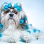Photo of Khaboodles Pet Supplies & Grooming