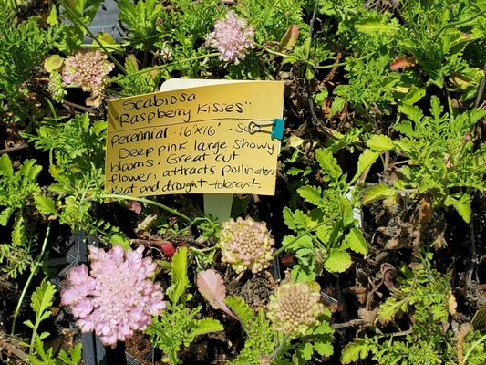 Morningsun Herb Farm by null