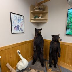 Dismal Swamp State Park