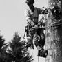 Photo of Karhu Tree Service