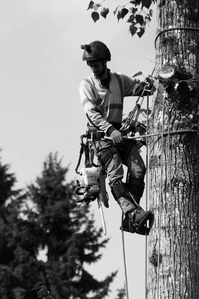Karhu Tree Service - tree service in Eugene, OR