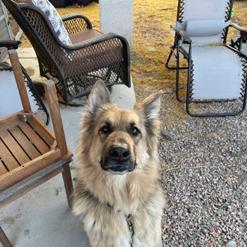 Pawsitively with Lev - Dog Walkers Near Me