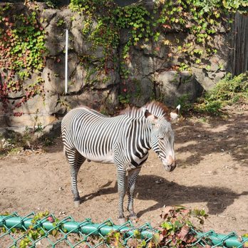 Lincoln Park Zoo - Zoos Near Me - Chicago, Illinois Lincoln Park Zoo - Zoos Near Me - Chicago, Illinois