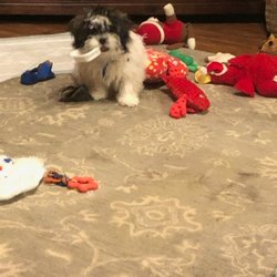 Rivalt Kennels - 2020 Lhasa puppy with his new family.