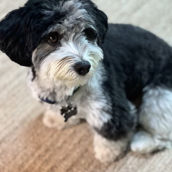 Trimmers And Paws - We can see his eyes and kept the puppy face - Pet Groomers Near Me - Novato, California Trimmers And Paws - We can see his eyes and kept the puppy face - Pet Groomers Near Me - Novato, California
