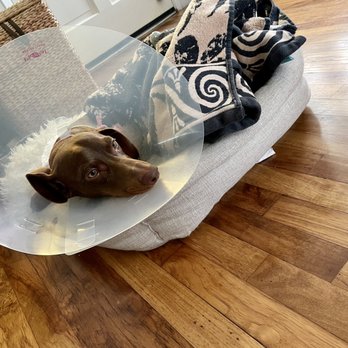 SPAY-4-LA - My dog post surgery resting. - Pet Services Near Me SPAY-4-LA - My dog post surgery resting. - Pet Services Near Me