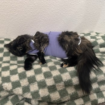 Veterinary Emergency Group - Here she is recovering at home - Emergency Pet Hospital Near Me - San Jose, California Veterinary Emergency Group - Here she is recovering at home - Emergency Pet Hospital Near Me - San Jose, California