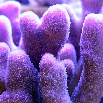 Reef Corals - Pet Stores Near Me - Beaverton, Oregon Reef Corals - Pet Stores Near Me - Beaverton, Oregon