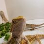 Photo of Repticon Los Angeles - Costa Mesa