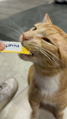 Kitty Cat Cafe and Adoption Lounge Inc by null