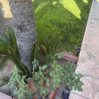Avalos Landscape - Landscaping Near Me - North Las Vegas, Nevada Avalos Landscape - Landscaping Near Me - North Las Vegas, Nevada