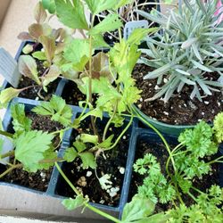 Funke's Greenhouses - Variety of plants!