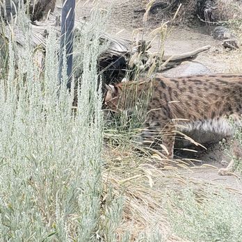 Animal Ark - Zoos Near Me - Reno, Nevada